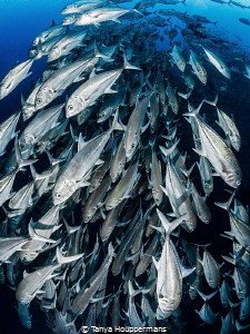Incoming
A large school of bigeye trevally at Cocos Isla... by Tanya Houppermans 